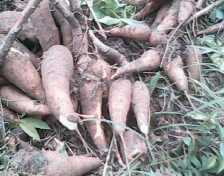 yuca